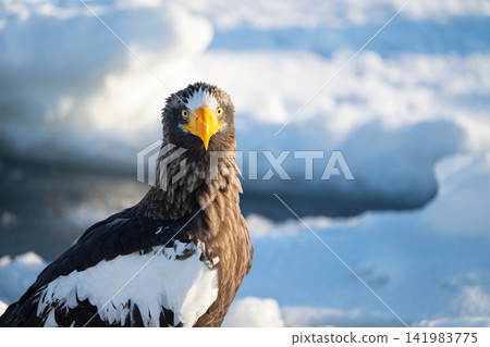 Rausu, drift ice and Steller's sea eagle 03 Rausu, drift ice and Steller's sea eagle 03 141983775