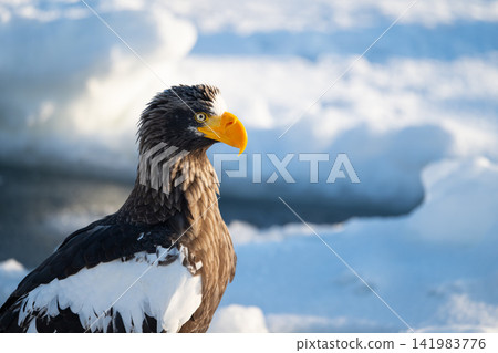 Rausu, drift ice and Steller's sea eagle 02 Rausu, drift ice and Steller's sea eagle 02 141983776
