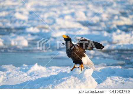 A Steller's sea eagle looking up at the drift ice in Rausu. A Steller's sea eagle looking up at the drift ice in Rausu. 141983789