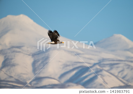 Steller's sea eagle soaring with Mount Rausu in the background (02) Steller's sea eagle soaring with Mount Rausu in the background (02) 141983791