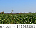 Fields in Tokachi, Hokkaido 141983801