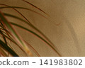 Houseplant shadow 141983802