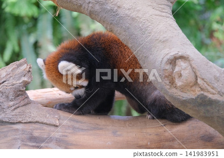 Red panda behavior Red panda behavior 141983951
