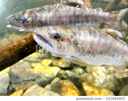 Close-up of a stream fish, Amago (Yamame), swimming underwater. Close-up of a stream fish, Amago (Yamame), swimming underwater. 141984003