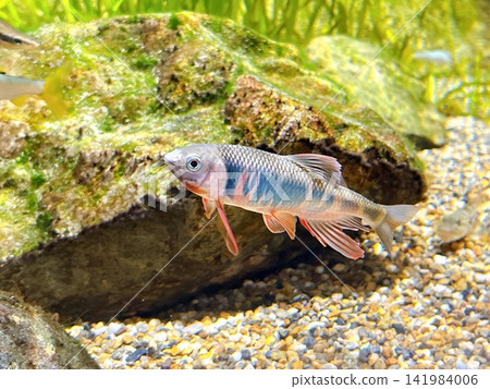 The beautiful nuptial coloration of the pale chub swimming with its pectoral fins spread. The beautiful nuptial coloration of the pale chub swimming with its pectoral fins spread. 141984006