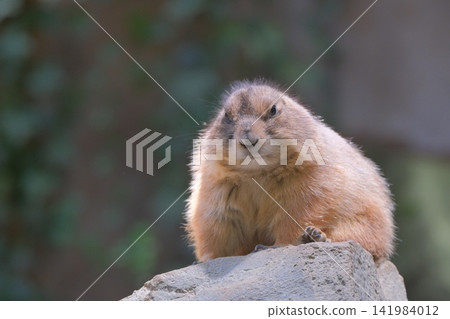 Prairie dog standing on a rock Prairie dog standing on a rock 141984012