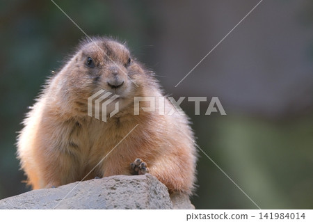 Prairie dog standing on a rock Prairie dog standing on a rock 141984014