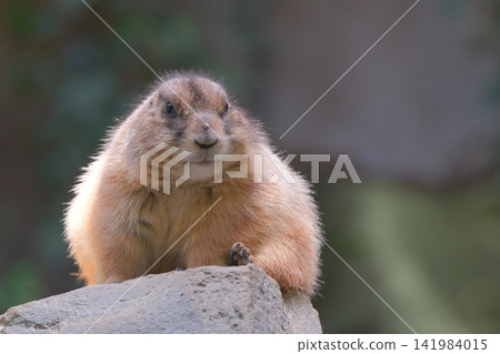 Prairie dog standing on a rock Prairie dog standing on a rock 141984015