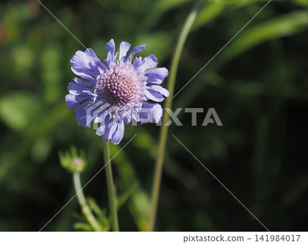 Scabiosa flower Scabiosa flower 141984017