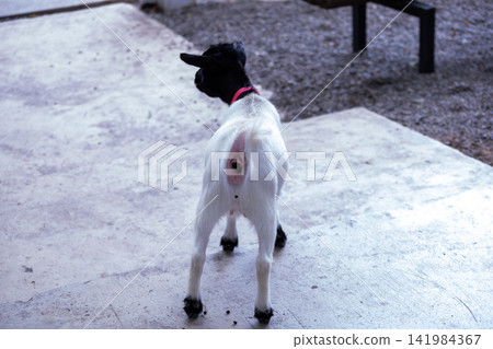 A baby goat pooped in the farm A baby goat pooped in the farm 141984367