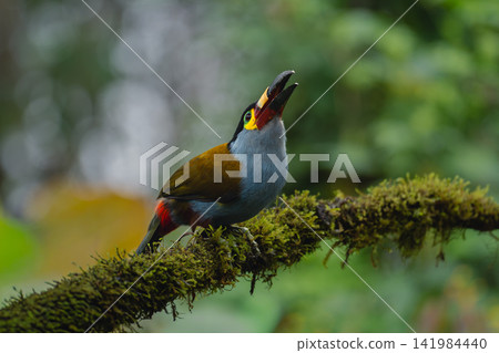 Plate-billed mountain-toucan opens beak on mossy branch 141984440
