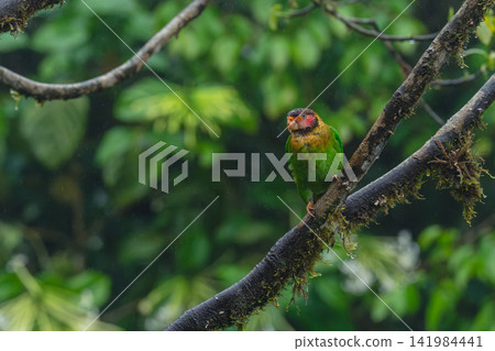 Rose-faced parrot on mossy branch in rain Rose-faced parrot on mossy branch in rain 141984441