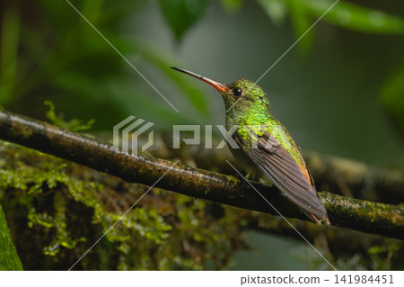 Rufous-tailed hummingbird in jungle on wet branch 141984451