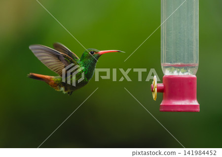 Rufous-tailed hummingbird lifts blurred wings by feeder 141984452