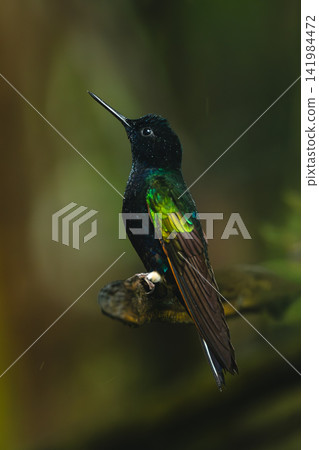 Velvet-purple coronet looks up from broken branch 141984472