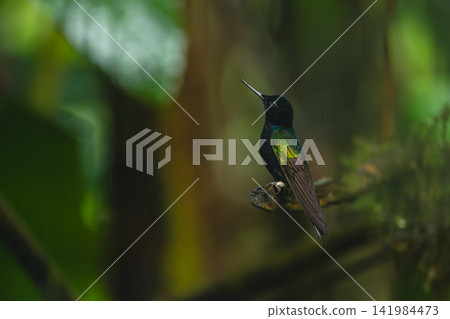 Velvet-purple coronet looks up from broken twig Velvet-purple coronet looks up from broken twig 141984473