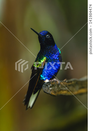 Velvet-purple coronet turns head on broken branch Velvet-purple coronet turns head on broken branch 141984474