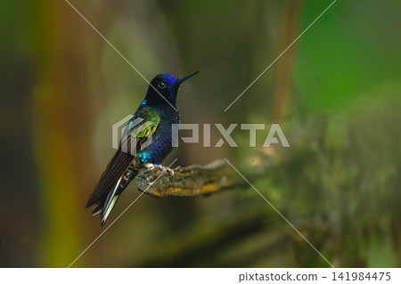 Velvet-purple coronet watches camera from broken branch Velvet-purple coronet watches camera from broken branch 141984475