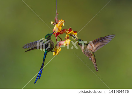 Violet-tailed sylph and fawn-breasted brilliant on flower Violet-tailed sylph and fawn-breasted brilliant on flower 141984476