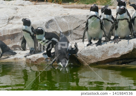 Penguin dive Penguin dive 141984536