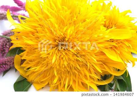 Yellow Sunflower Flower Yellow Sunflower Flower 141984607