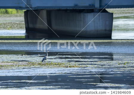 一隻蒼鷺靜靜地站在橋下的河岸邊(野生鳥類、水禽、河流、留白、八月) 一隻蒼鷺靜靜地站在橋下的河岸邊(野生鳥類、水禽、河流、留白、八月) 141984609