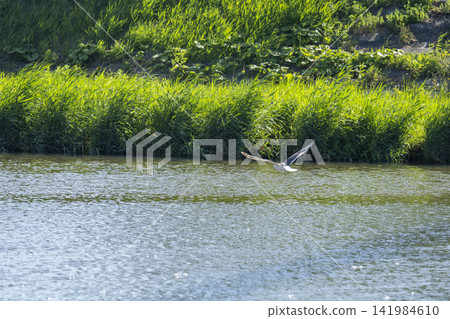 一隻大黑背鷗在夏季低空掠過河流(野生鳥類,水禽,飛行,八月) 一隻大黑背鷗在夏季低空掠過河流(野生鳥類,水禽,飛行,八月) 141984610