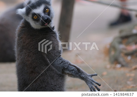 A group of ring-tailed lemurs and their expressions A group of ring-tailed lemurs and their expressions 141984637