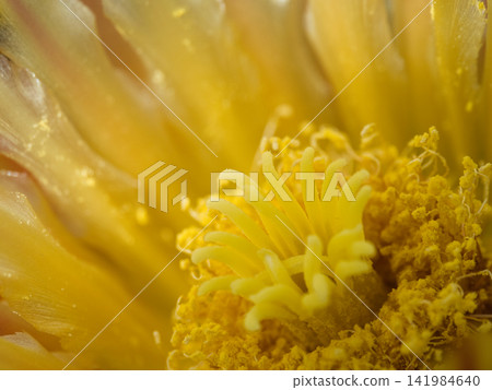 cactu, bloom, blossom 141984640