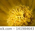 A macro shot of the pistil and stamens of the yellow flower of the cactus "Giant Eagle Cactus". 141984643