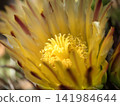 Yellow flowers of the cactus "Giant Eagle Cactus" 141984644