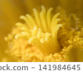 A macro shot of the pistil and stamens of the yellow flower of the cactus "Giant Eagle Cactus". 141984645