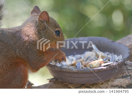 Two squirrels eating food Two squirrels eating food 141984795