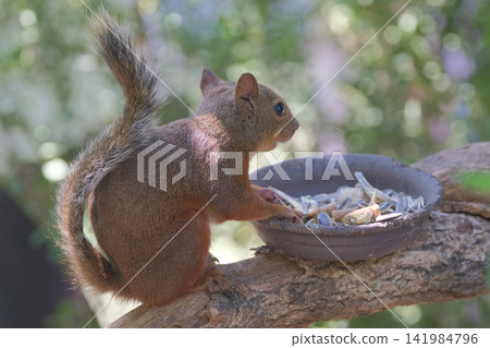 Two squirrels eating food Two squirrels eating food 141984796