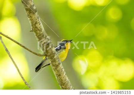 A male Narcissus Flycatcher sings with its head tilted upwards from behind a tree trunk in a forest dappled with sunlight (wild bird, summer visitor, singing, early summer). A male Narcissus Flycatcher sings with its head tilted upwards from behind a tree trunk in a forest dappled with sunlight (wild bird, summer visitor, singing, early summer). 141985153