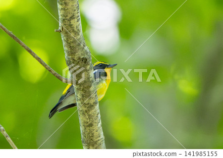 A male Narcissus Flycatcher peeking out from behind a tree (wild bird, summer bird, peeking out, cute, early summer) A male Narcissus Flycatcher peeking out from behind a tree (wild bird, summer bird, peeking out, cute, early summer) 141985155