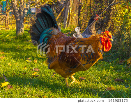 Close-up of a Colorful Rooster Walking in Autumn Sunlight 141985173