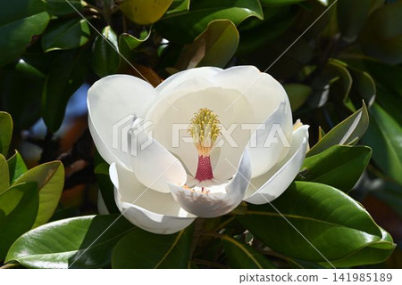 The Southern Magnolia, native to North America, is interesting for its white petals with numerous stamens and pistils attached to protrusions. The Southern Magnolia, native to North America, is interesting for its white petals with numerous stamens and pistils attached to protrusions. 141985189