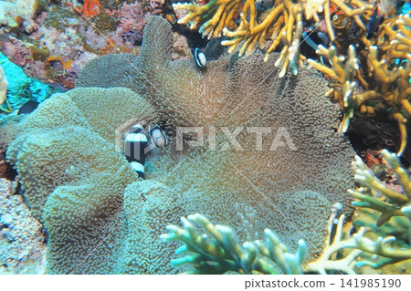 海葵與小丑魚－水下攝影作品 141985190