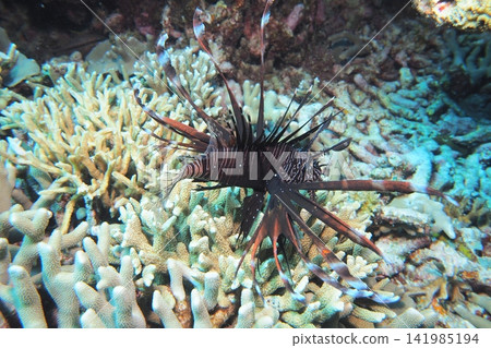 Lionfish on coral reef (underwater photograph) Lionfish on coral reef (underwater photograph) 141985194