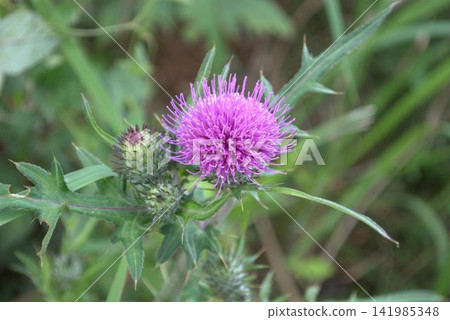Thistle flowers Thistle flowers 141985348