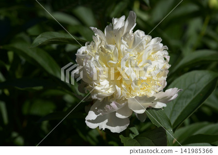 Top Pass Peony Top Pass Peony 141985366