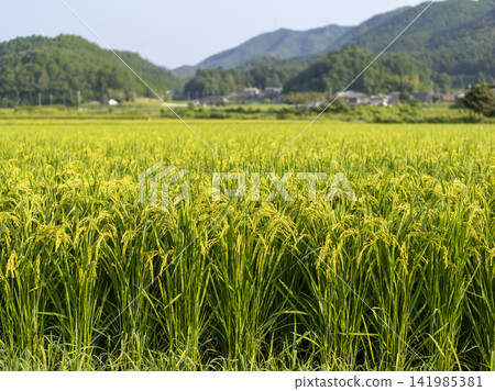 Rural landscape with rice ears 141985381