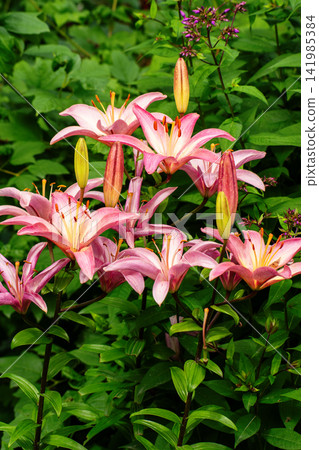 Beautiful Pink Lily Flowers Blooming Among Lush Green Garden Foliage Beautiful Pink Lily Flowers Blooming Among Lush Green Garden Foliage 141985384