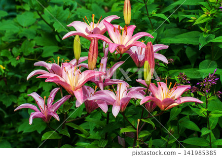 Blooming Pink Lily Flowers with Fresh Buds in a Lush Summer Garden 141985385