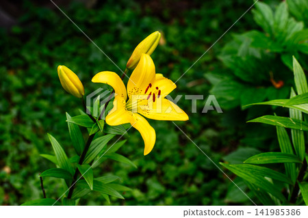 Single Yellow Lily Flower with Fresh Buds in a Green Garden Single Yellow Lily Flower with Fresh Buds in a Green Garden 141985386