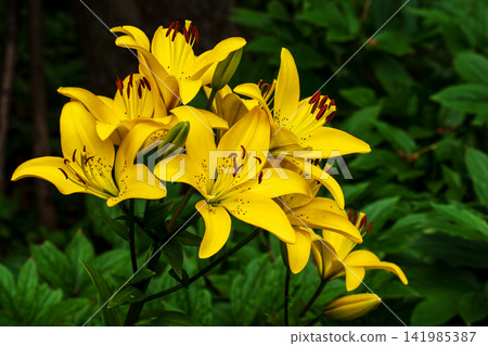 Vibrant Yellow Lily Flowers Blooming in a Lush Green Garden Setting Vibrant Yellow Lily Flowers Blooming in a Lush Green Garden Setting 141985387
