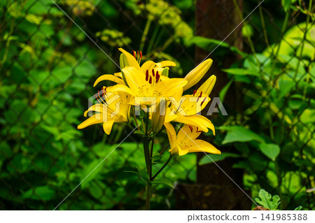 Bright Yellow Lily Flowers Blooming with Fresh Buds in Summer Garden Bright Yellow Lily Flowers Blooming with Fresh Buds in Summer Garden 141985388