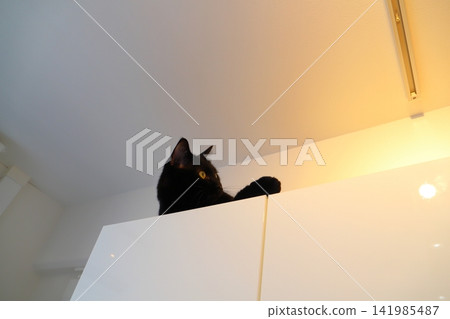 A cat lying on the cupboard A cat lying on the cupboard 141985487