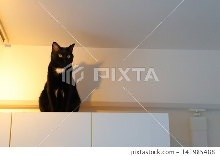 A cat sitting on top of a cupboard A cat sitting on top of a cupboard 141985488